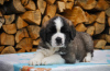 Photo №1. st. bernard - for sale in the city of Minsk | 759$ | Announcement № 8127