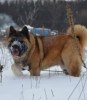 Additional photos: american akita