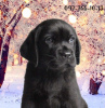 Photo №1. labrador retriever - for sale in the city of Dnipro | 301$ | Announcement № 81239