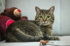 Additional photos: Monica the cat is looking for a home