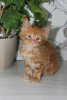 Photo №2 to announcement № 10943 for the sale of maine coon - buy in Russian Federation private announcement