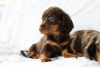 Photo №1. dachshund - for sale in the city of Антверпен | 264$ | Announcement № 45538