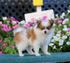Photo №1. pomeranian - for sale in the city of Gelsenkirchen | Is free | Announcement № 44779