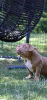 Photo №3. American Bully puppies for sale. Bosnia and Herzegovina