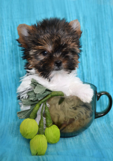 Photo №2 to announcement № 1424 for the sale of beaver yorkshire terrier - buy in Russian Federation breeder