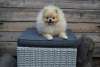 Additional photos: Pomeranian-Pomeranian Boo