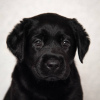 Photo №4. I will sell labrador retriever in the city of Krymsk city. from nursery - price - 608$