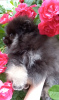 Photo №2 to announcement № 11015 for the sale of pomeranian - buy in Russian Federation private announcement