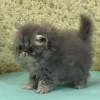 Photo №2 to announcement № 65083 for the sale of persian cat - buy in Greece private announcement