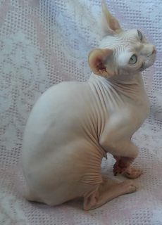 Photo №2 to announcement № 5079 for the sale of sphynx-katze - buy in Ukraine from nursery