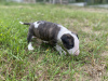 Photo №4. I will sell bull terrier in the city of Krakow. breeder - price - negotiated