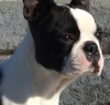 Photo №4. I will sell boston terrier in the city of Belgrade. from nursery - price - negotiated