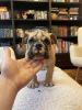 Additional photos: English bulldog