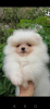 Photo №1. pomeranian - for sale in the city of Minsk | 208$ | Announcement № 58433