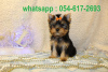 Photo №2 to announcement № 19571 for the sale of yorkshire terrier - buy in Israel private announcement, breeder