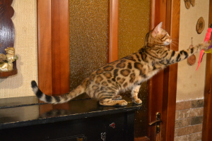 Photo №2 to announcement № 4613 for the sale of bengal cat - buy in Ukraine from nursery, breeder