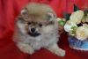 Photo №2 to announcement № 42094 for the sale of pomeranian - buy in Russian Federation breeder