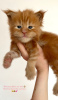 Photo №1. maine coon - for sale in the city of Berlin | 317$ | Announcement № 102670