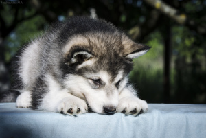 Photo №2 to announcement № 7097 for the sale of alaskan malamute - buy in Russian Federation breeder
