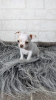 Photo №2 to announcement № 8003 for the sale of chihuahua - buy in Belarus from nursery, breeder