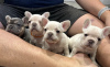 Additional photos: beautiful french bulldog puppies