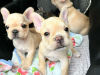 Photo №1. french bulldog - for sale in the city of Tallinn | negotiated | Announcement № 124646