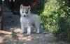 Photo №4. I will sell siberian husky in the city of Permian. private announcement - price - negotiated