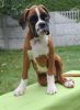 Photo №2 to announcement № 63024 for the sale of boxer - buy in Belarus 