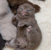 Photo №2 to announcement № 101742 for the sale of british shorthair - buy in Germany breeder