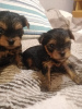 Photo №3. Baby-face Yorkie puppies are completely ready to go.. Latvia