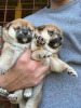 Additional photos: Shiba Inu TOP puppies