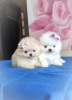 Photo №1. pomeranian - for sale in the city of Minsk | 377$ | Announcement № 101967