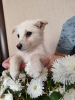 Photo №3. Puppies in responsible hands. Russian Federation