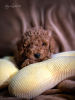 Photo №2 to announcement № 76623 for the sale of poodle (toy) - buy in Serbia breeder