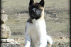 Photo №3. Akita puppies with well socialize character. United States