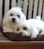 Photo №2 to announcement № 46285 for the sale of maltese dog - buy in United States private announcement