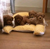 Photo №1. poodle (toy) - for sale in the city of Námestovo | 359$ | Announcement № 29256