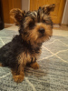 Photo №3. Yorkie puppy.. Estonia