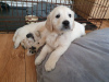 Photo №1. golden retriever - for sale in the city of Munich | 423$ | Announcement № 99650