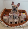 Photo №1. french bulldog - for sale in the city of Haarlemmerliede | Is free | Announcement № 80364