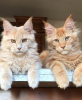 Photo №1. maine coon - for sale in the city of Berlin | 528$ | Announcement № 104587
