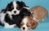 Photo №3. Cavalier King Charles Spaniel puppies. Russian Federation
