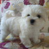 Photo №2 to announcement № 14276 for the sale of maltese dog - buy in Ukraine from nursery