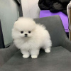 Photo №4. I will sell pomeranian in the city of Bonn. private announcement - price - 380$