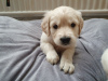 Photo №4. I will sell golden retriever in the city of Cologne. breeder - price - 423$