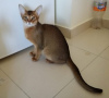 Photo №2 to announcement № 18728 for the sale of abyssinian cat - buy in Albania from nursery