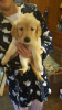 Photo №1. golden retriever - for sale in the city of Düren | 333$ | Announcement № 88605