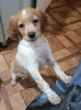 Photo №2 to announcement № 32124 for the sale of brittany dog - buy in Russian Federation breeder