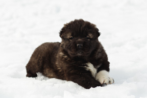 Photo №2 to announcement № 6320 for the sale of caucasian shepherd dog - buy in Russian Federation from nursery