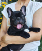 Photo №3. beautiful french bulldog puppies. Germany